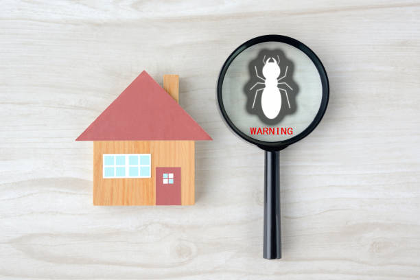 istock Discovering termite living in house by magnifying glass 1346522793