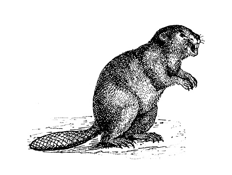 Antique illustration: Beaver