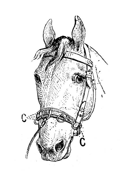 Antique illustration: Horse head