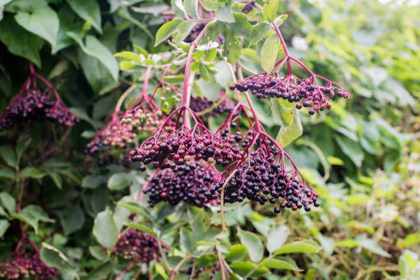 black elderberry tree branch of black elderberry tree sambucus nigra stock pictures, royalty-free photos & images