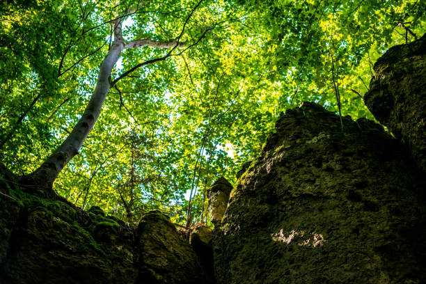 Trees and rocks with moss in the afternoon sun near Kipfenberg Altmühl Valley