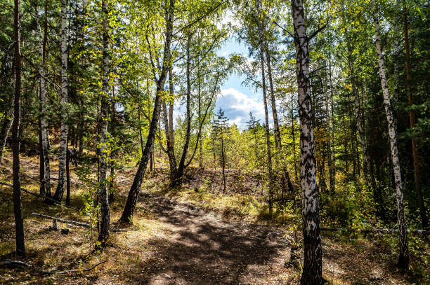 istock autumn in the forest in the mountains 1346524204