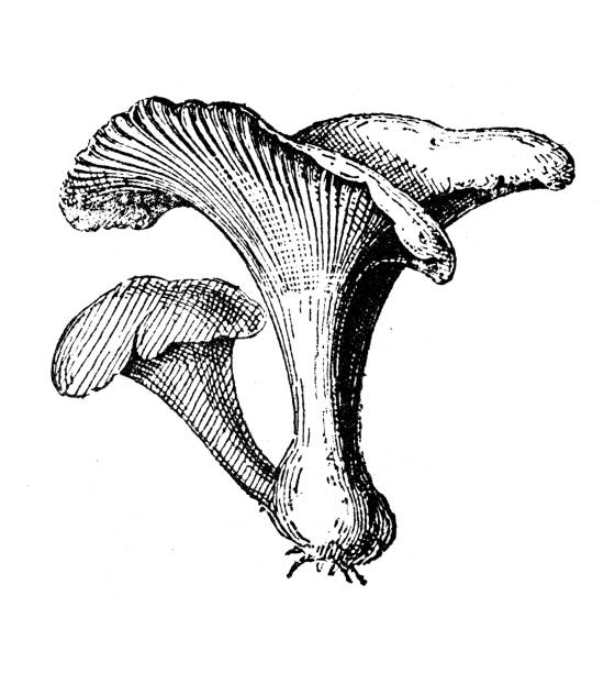 illustrations, cliparts, dessins animés et icônes de illustration antique : champignon chanterelle - chanterelle