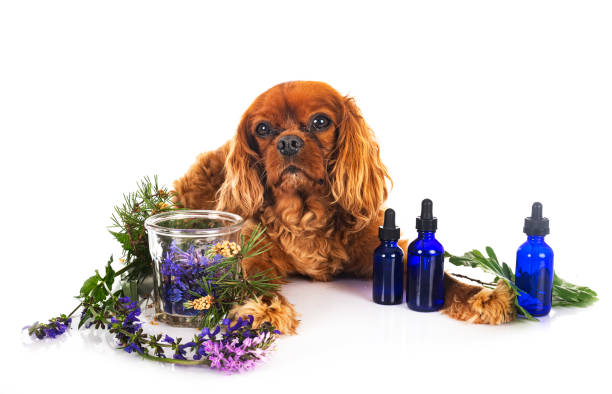 istock alternative medicine for dog 1346525365