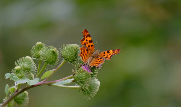 close up of a butterfly on plant - comma bildbanksfoton och bilder