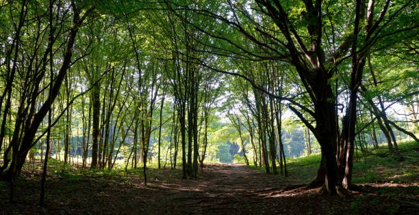 Scenic view of a path in forest Vienna Woods, Gießhübl, Vienna Woods vienna woods stock pictures, royalty-free photos & images