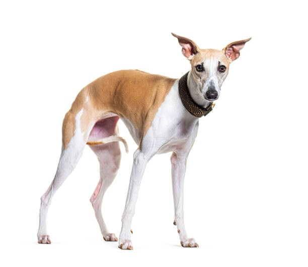 istock Standing Whippet dog wearing a collar, isolated on white 1346526794