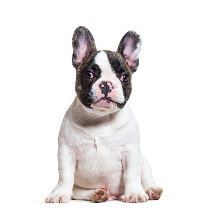 three months old puppy french bulldog sitting, isolated on white