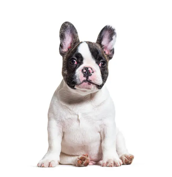 Photo of three months old puppy french bulldog sitting, isolated on white