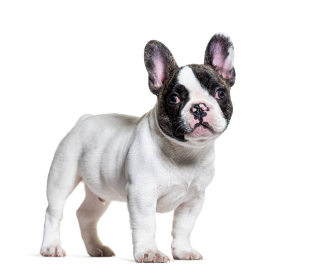 istock three months old puppy french bulldog 1346526863