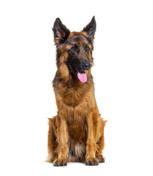 istock Young German shepherd dog sitting and panting, isolated on white 1346526867