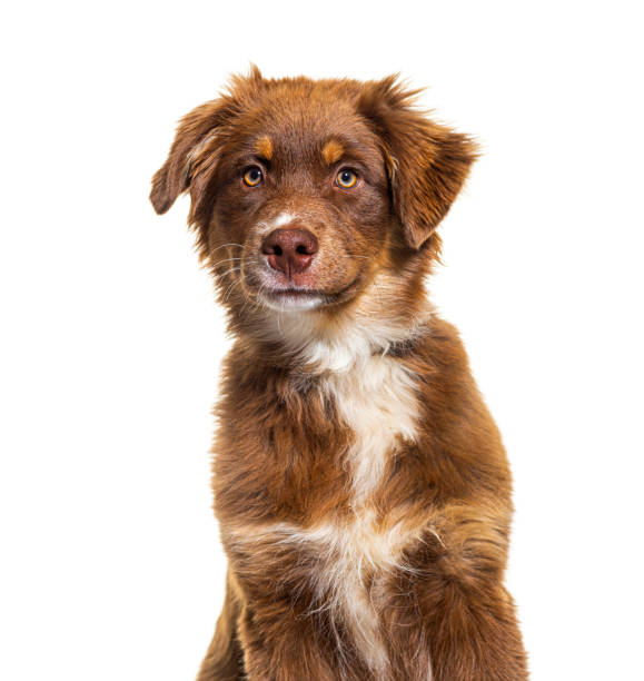 istock Head shot brown Australian shepherd dog looking at camera, isolated on white 1346526900