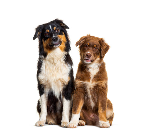 istock Two Australian shepherd dogs sitting together side by side and looking at camera, isolated on white 1346526916