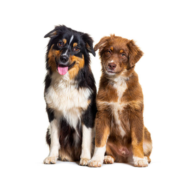istock two Australian shepherd dogs sitting together, isolated on white 1346526920