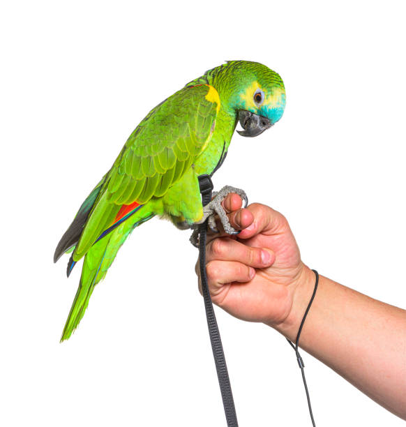 istock Side view of Turquoise-fronted amazon hold in a human hand with an harness 1346527021