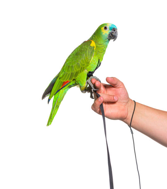 Side view of Turquoise-fronted amazon hold in a human hand with an harness Side view of Turquoise-fronted amazon hold in a human hand with an harness amazona aestiva stock pictures, royalty-free photos & images