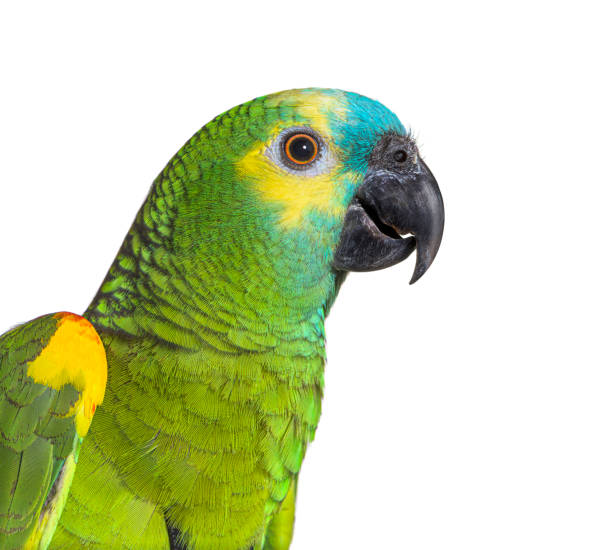 istock head shot Side view of Turquoise-fronted amazon isolated on white 1346527037