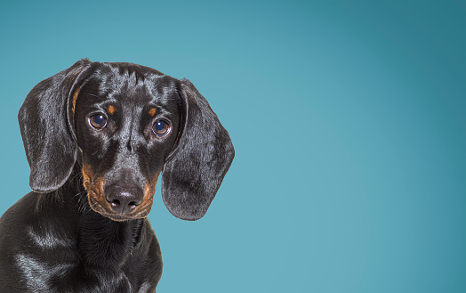 Head shot of a Black and tan dachshund dog looking at camera against blue background