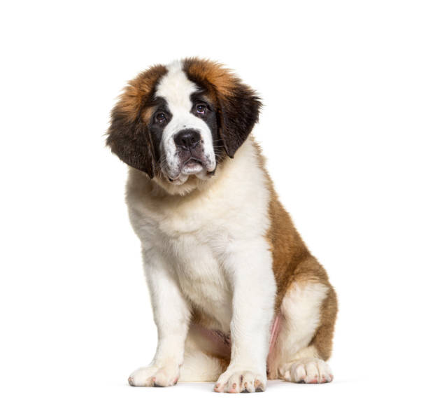 chiot chien saint bernard, âgé de trois mois, assis à regarder la caméra, isolé sur blanc - saint bernard photos et images de collection