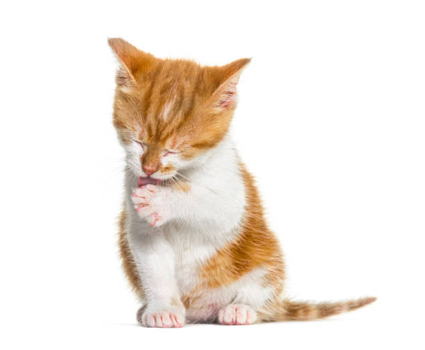 istock kitten Crossbreed cat cleanning itself, isolated on white 1346527142