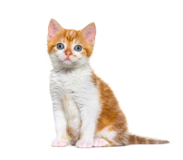 istock Kitten Mixed-breed cat ginger and white, Isolated on white 1346527170