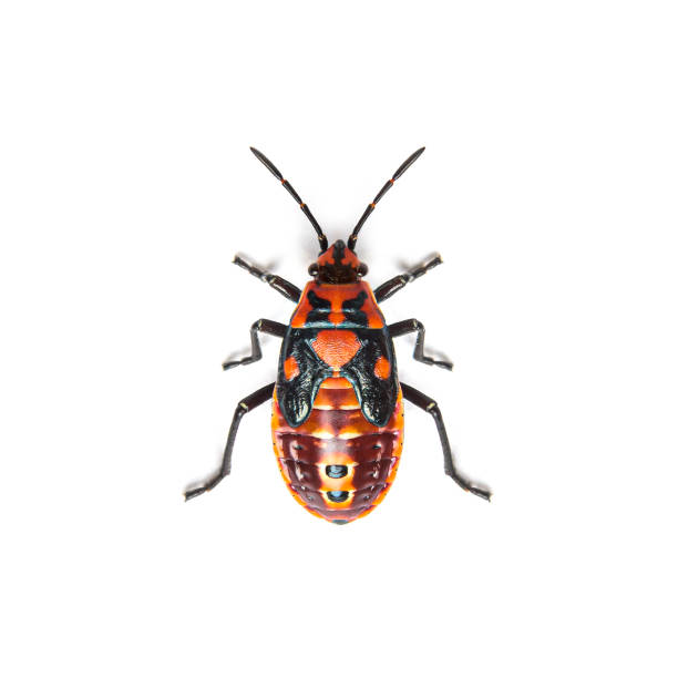 istock Nymph stage of seed bug, Spilostethus pandurus, a Lygaeinae specie, isolated on white 1346527244