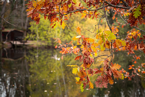 Dying leaves selective focus