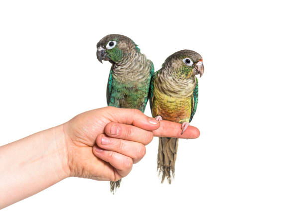 two Green Conure birds hold on an human hand, isolated