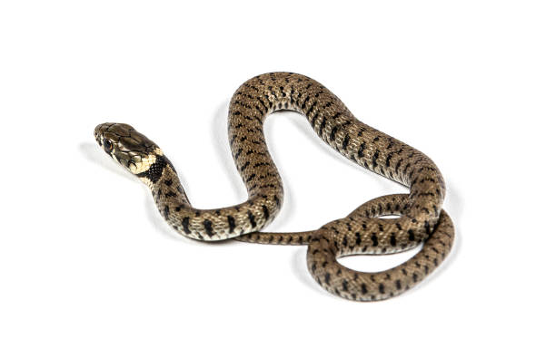 istock Grass snake, Natrix natrix, Isolated on white 1346527266