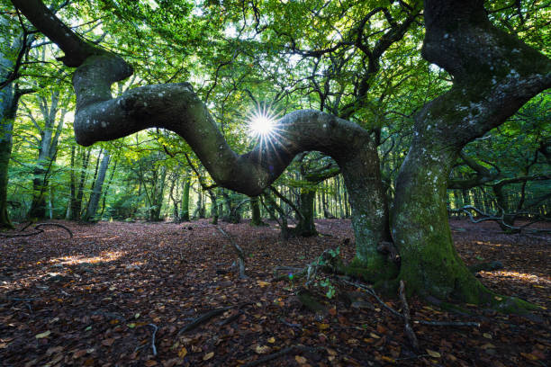 istock Dwarf beech tree’s in a forest in autumn in Sweden. It is also known as twisted beech or parasol beech Fagus sylvatica Tortuosa. 1346527268