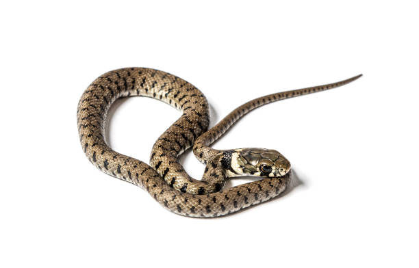 istock Grass snake, Natrix natrix, Isolated on white 1346527274