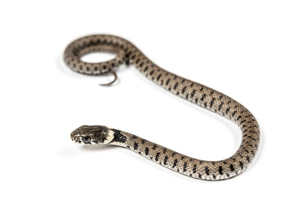 istock Grass snake crawling , Natrix natrix, Isolated on white 1346527276