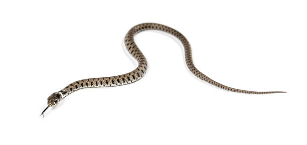 istock Grass snake, Natrix natrix, Isolated on white 1346527282