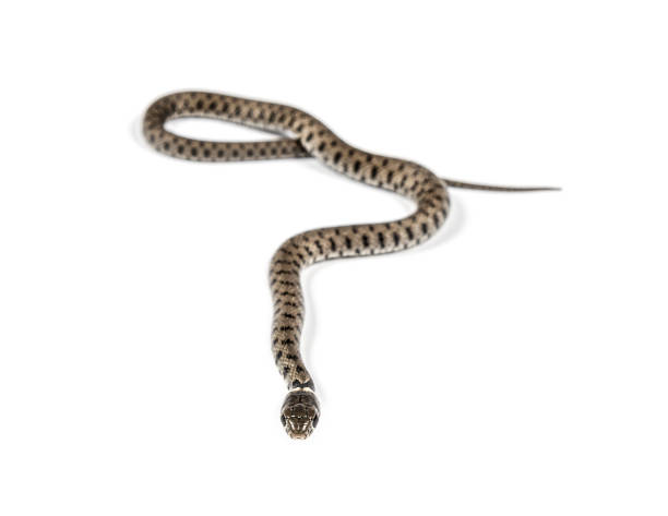 istock Grass snake, Natrix natrix, Isolated on white 1346527283