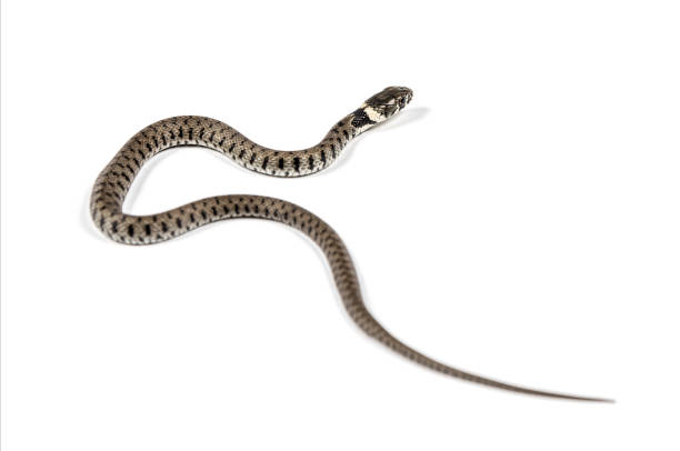 istock Grass snake, Natrix natrix, Isolated on white 1346527284