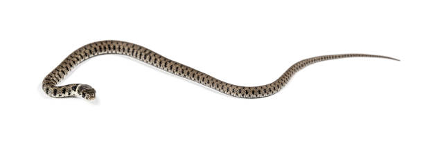 istock Grass snake, Natrix natrix, Isolated on white 1346527290