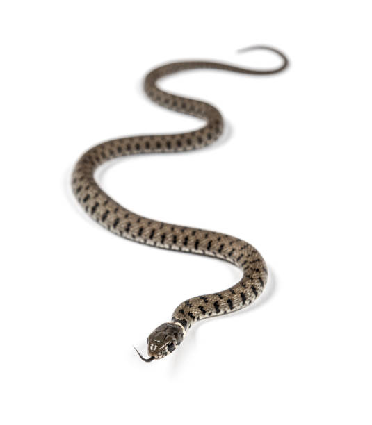 istock Grass snake, Natrix natrix, Isolated on white 1346527293