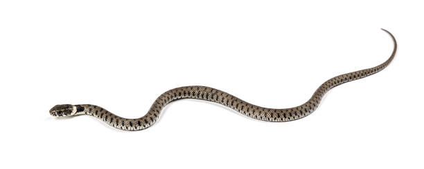 istock Grass snake, Natrix natrix, Isolated on white 1346527304