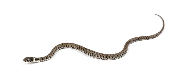 istock Grass snake, Natrix natrix, Isolated on white 1346527308