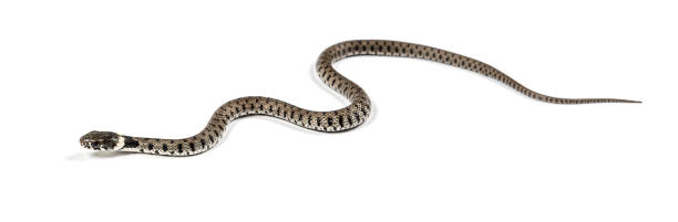 istock Grass snake, Natrix natrix, Isolated on white 1346527309