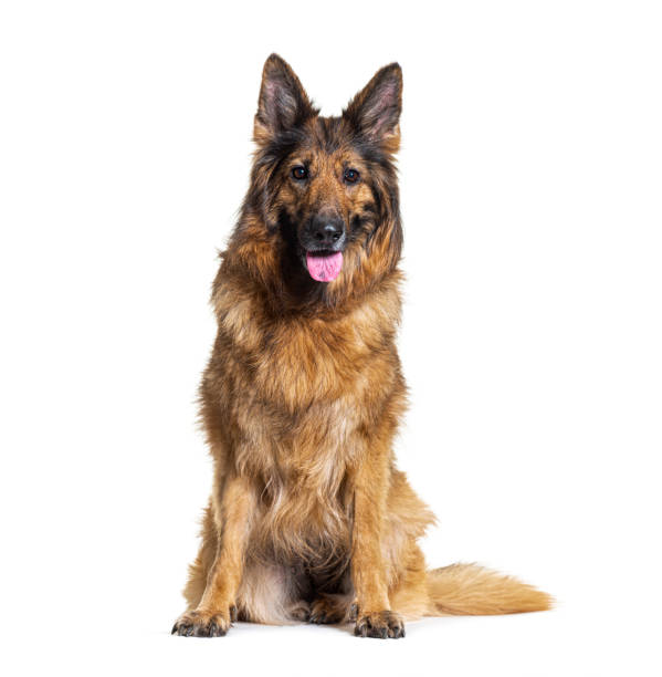 Old German shepherd dog, sitting and panting, isolated on white