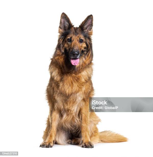 Old German Shepherd Dog Sitting And Panting Isolated On White Stock Photo - Download Image Now