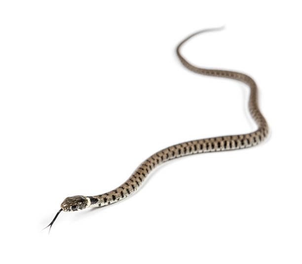 istock Grass snake, Natrix natrix, Isolated on white 1346527311