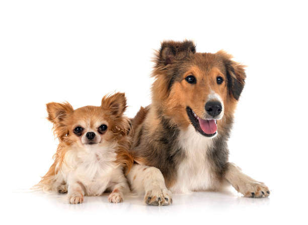 A puppy of Shetland Sheepdog is lying on a blue sofa.