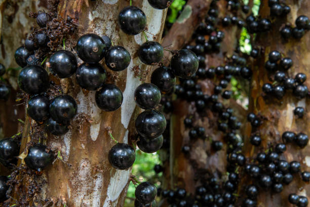 istock jabuticaba tree stalk loaded with fruit 1346528460