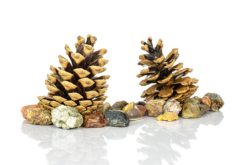 Group of two whole beautiful pine cone with colorful rocks isolated on white background