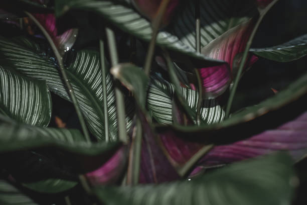 istock tropical leaves on dark tone backgrounds 1346530548