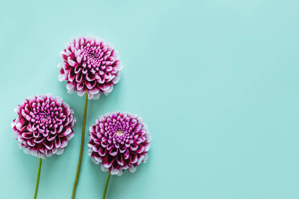 istock Amazing Dahlia flowers on a turquoise pastel background. 1346531335