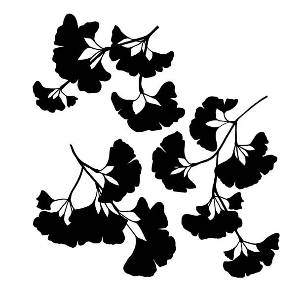 schwarz-weiße silhouette von ginkgo biloba zweige vektor illustration - ginkgo ginkgo tree chinese medicine healthcare and medicine stock-grafiken, -clipart, -cartoons und -symbole