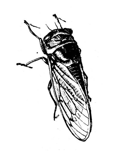 Antique illustration: Cicada Antique illustration: Cicada cicada stock illustrations